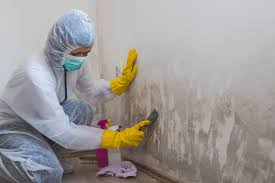 Trusted Wolf Trap, VA Mold Removal Experts